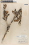 Crescentia cujete L., HONDURAS, C. von Hagen 1400, F