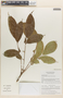 Fernandoa collignonii (Dop) Steenis, VIETNAM, N. M. Cuong NMC 1548, F