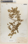 Jacaranda caerulea (L.) Juss., BAHAMAS, N. L. Britton 2879, F