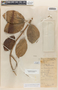 Tanaecium pyramidatum (Rich.) L. G. Lohmann, BRITISH HONDURAS [Belize], W. A. Schipp 871, F
