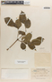 Oroxylum indicum (L.) Benth. ex Kurz, China, F. C. How 73462, F