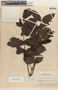 Spathodea campanulata P. Beauv., Honduras, P. C. Standley 20451, F