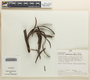 Tynanthus panurensis (Bureau) Sandwith, Peru, A. H. Gentry 22055, F