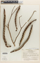 Handroanthus serratifolius (Vahl) S. O. Grose, Peru, M. Castillo S. 37, F