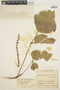 Erythrina poeppigiana (Walp.) O. F. Cook, COLOMBIA, E. Pérez Arbeláez 6345, F