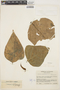 Erythrina poeppigiana (Walp.) O. F. Cook, COLOMBIA, J. Cuatrecasas 13004, F
