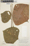 Erythrina poeppigiana (Walp.) O. F. Cook, ECUADOR, E. L. Little, Jr. 21235, F