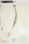 Asclepias verticillata L., U.S.A., R. M. Eiseman 106, F