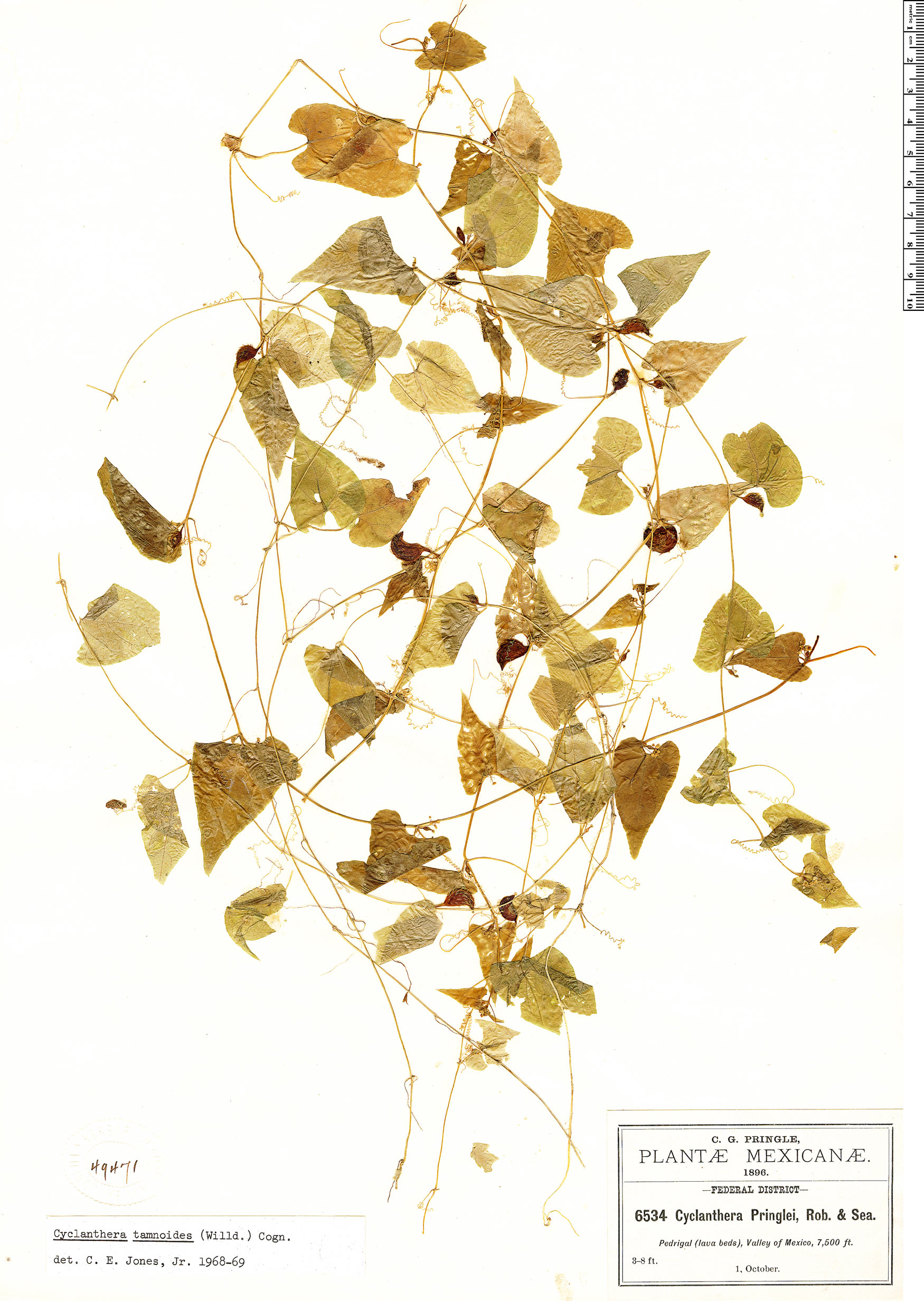 Cyclanthera tamnoides image