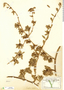 Ernodea littoralis Sw., Mexico, G. F. Gaumer 1884, F