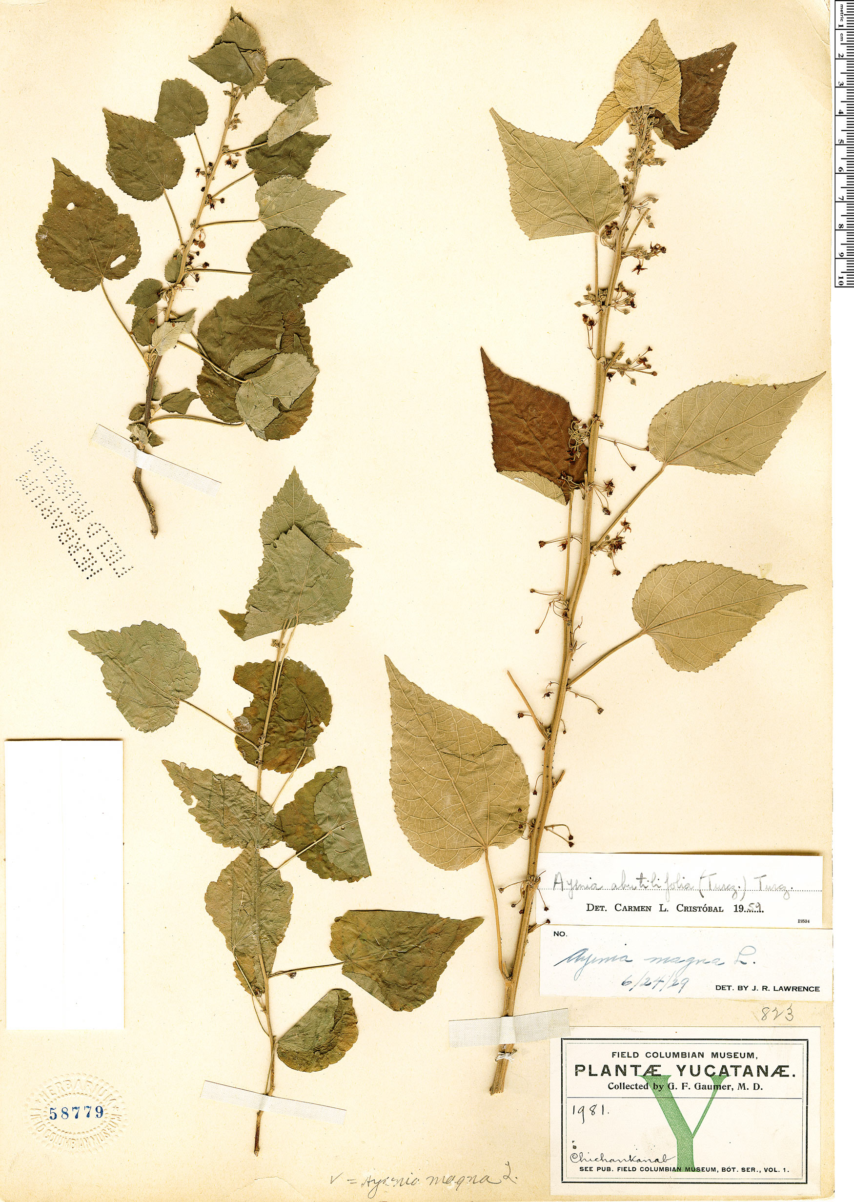 Ayenia abutilifolia image