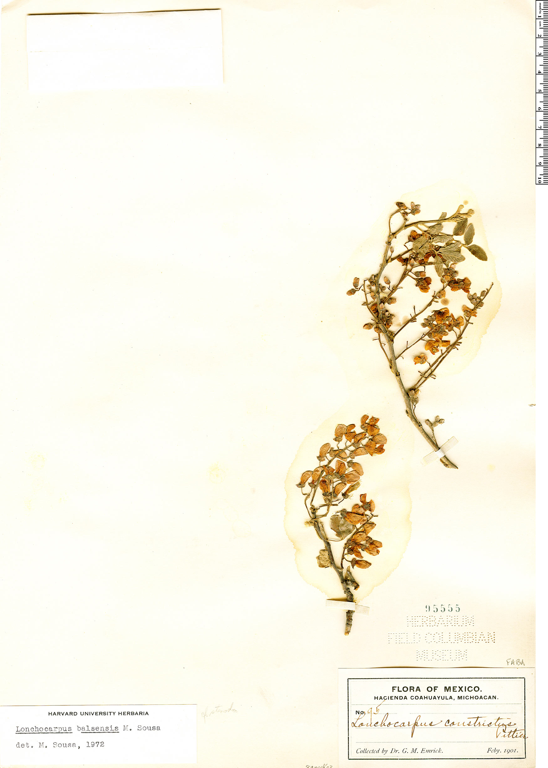 Lonchocarpus balsensis image
