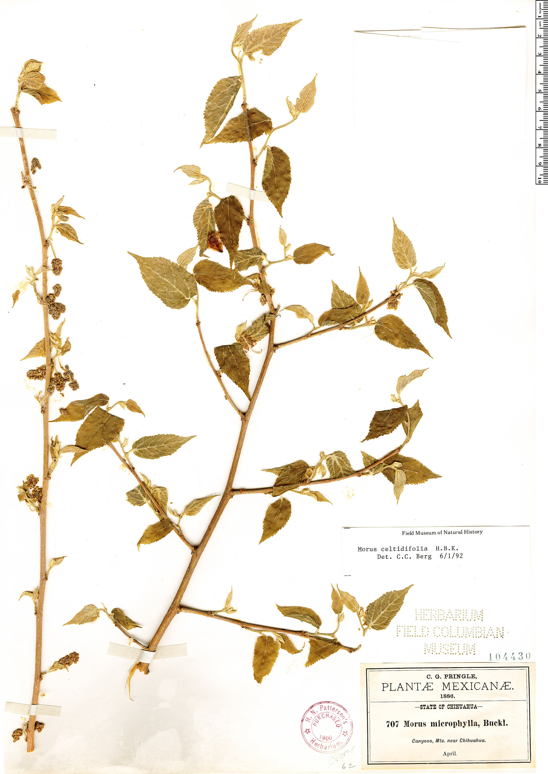 Morus celtidifolia image