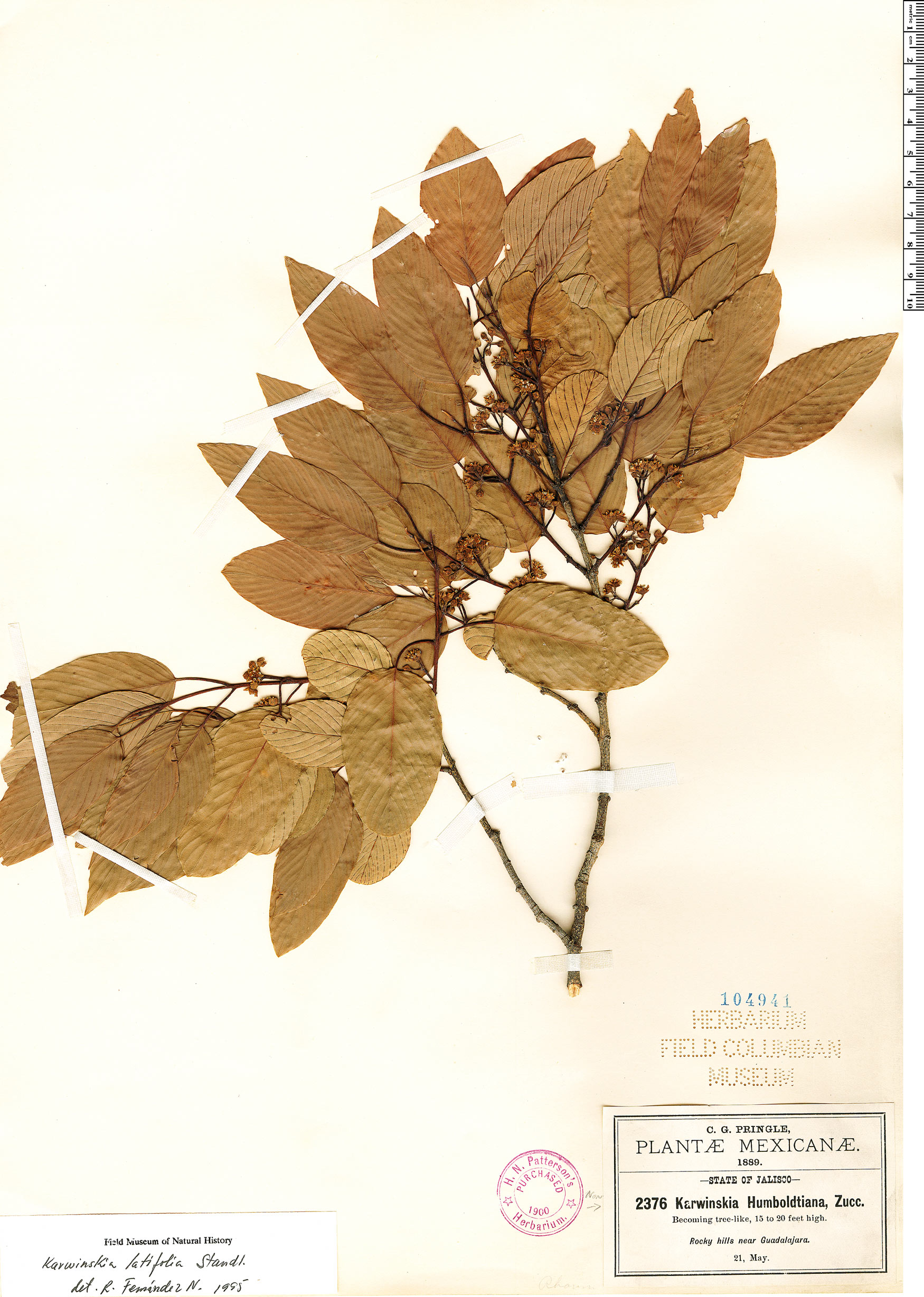Karwinskia latifolia image