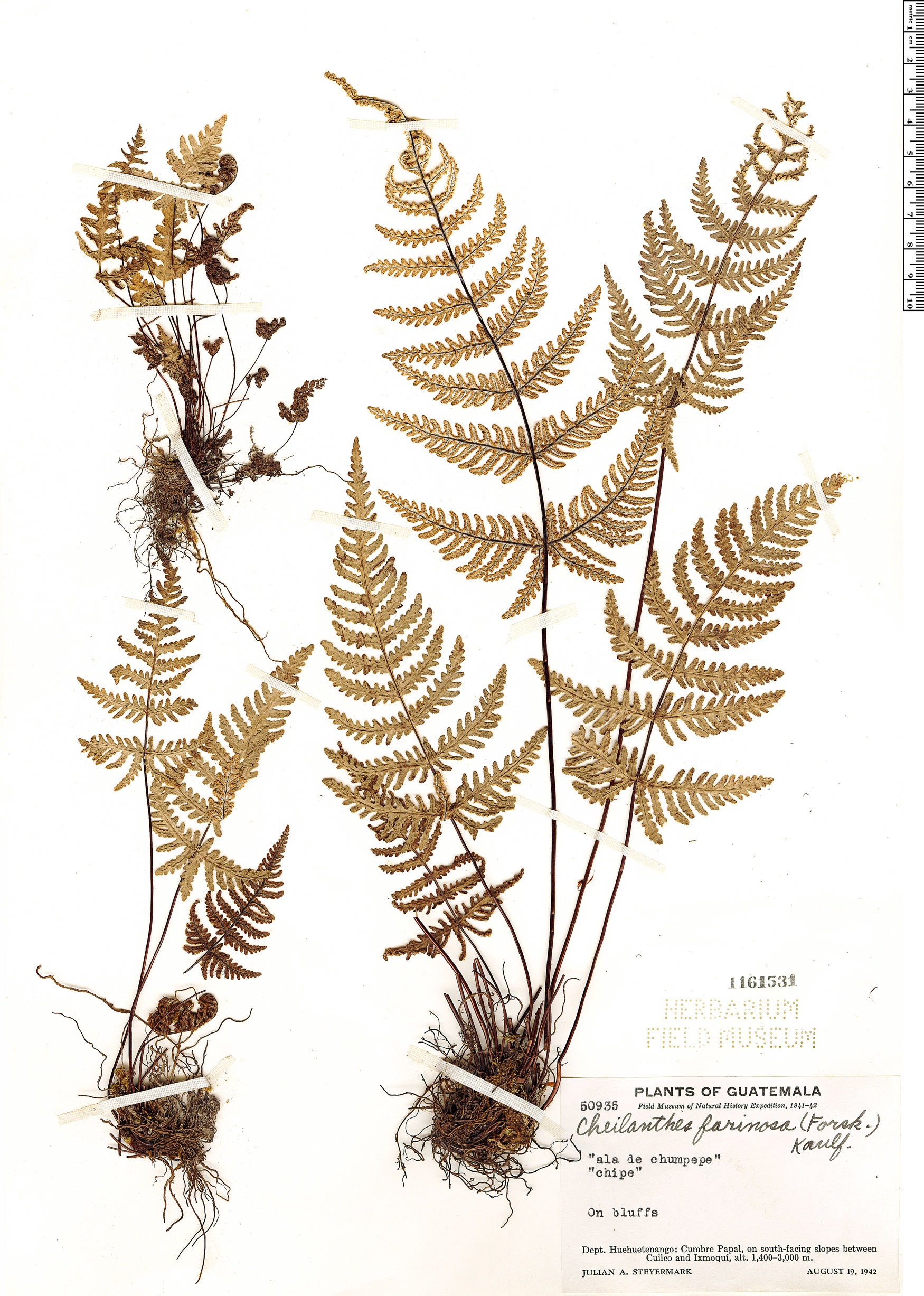 Cheilanthes farinosa image