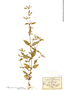 Borreria ovalifolia M. Martens & Galeotti, Mexico, C. G. Pringle 4060, F