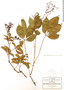 Parthenocissus quinquefolia (L.) Planch., Mexico, C. G. Pringle 8537, F