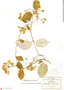 Funastrum pannosum (Decne.) Schltr., Mexico, C. G. Pringle 11028, F