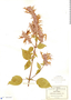 Salvia purpurea Cav., Mexico, C. G. Pringle 11130, F