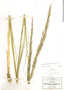 Muhlenbergia robusta (E. Fourn.) Hitchc., Mexico, C. G. Pringle 2356, F