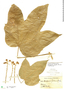 Oreopanax trollii Harms, BOLIVIA, H. H. Rusby 2466, F