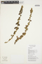 Amaranthus blitum L., ECUADOR, P. Villacres 178, F