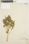Amaranthus dubius Mart. ex Thell., PERU, A. Weberbauer 5332, F