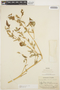 Amaranthus dubius Mart. ex Thell., COLOMBIA, E. P. Killip 14065, F