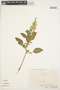 Amaranthus dubius Mart. ex Thell., PERU, G. Weiss 206, F