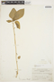 Amaranthus dubius Mart. ex Thell., ECUADOR, A. Stewart 1353, F