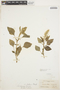 Amaranthus dubius Mart. ex Thell., VENEZUELA, O. O. Miller 30, F