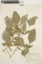 Amaranthus dubius Mart. ex Thell., ECUADOR, L. Mille 176, F