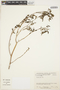 Amaranthus dubius Mart. ex Thell., VENEZUELA, M. Ponce 952, F