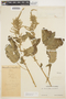 Amaranthus dubius Mart. ex Thell., COLOMBIA, Hermano Elias 912, F