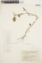 Amaranthus dubius Mart. ex Thell., COLOMBIA, C. Blackman 17C311, F