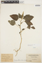Amaranthus dubius Mart. ex Thell., GUYANA, B. E. Dahlgren, F