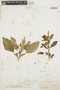 Amaranthus dubius Mart. ex Thell., VENEZUELA, O. O. Miller 149, F