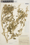 Amaranthus dubius Mart. ex Thell., COLOMBIA, J. Cuatrecasas 14471, F