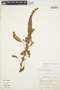 Amaranthus hybridus L., ECUADOR, C. Franquemont 113, F