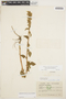 Amaranthus hybridus L., ECUADOR, M. Acosta Solis 10011, F