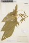 Amaranthus hybridus L., ECUADOR, M. Acosta Solis 13838, F