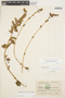 Amaranthus hybridus L., ECUADOR, M. Acosta Solis 8953, F