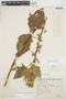 Amaranthus hybridus L., ARGENTINA, S. Venturi 6038, F
