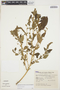 Amaranthus hybridus L., ARGENTINA, E. Schwindt 221, F