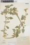Amaranthus hybridus L., ARGENTINA, A. Krapovickas 17852, F