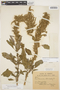 Amaranthus hybridus L., PARAGUAY, P. Jörgensen 3441, F