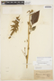 Amaranthus hybridus L., PARAGUAY, T. Morong 1062, F