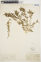 Amaranthus muricatus (Moq.) Hieron., BOLIVIA, O. Buchtien 2407, F