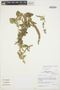 Amaranthus powellii S. Watson, Peru, J. M. Cabanillas S. 437, F