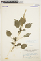 Amaranthus dubius Mart. ex Thell., Venezuela, A. Fernández 483, F
